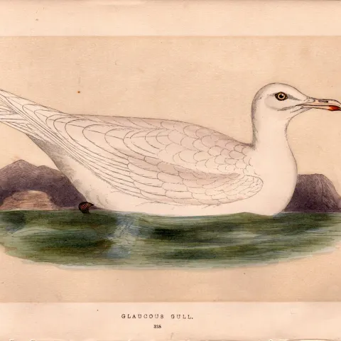 Glaucous Gull Rev Morris Antique History of British Birds Engraving.