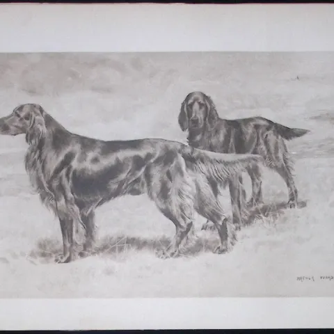 Pair of Irish Setters Antique Book Plate Rawdon Lee Modern Dogs 1906-58