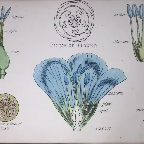 Linaceae Botanical Flower Diagram Rare Antique First Edition Illustration-16