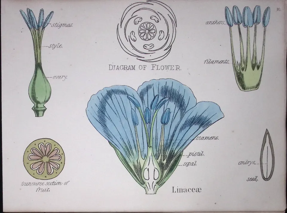 Linaceae Botanical Flower Diagram Rare Antique First Edition Illustration-16