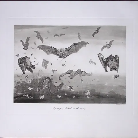 Job-Lot J.G. Millais Rare Limited-Edition The Bat Family Antique Prints-6