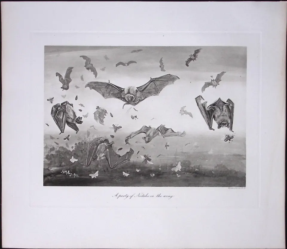 Job-Lot J.G. Millais Rare Limited-Edition The Bat Family Antique Prints-6