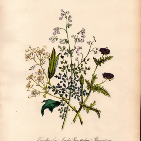 Rare 165-Yr-Old Antique Wildflower Gilt-Edged Illustration Jane Webb Loudon -2.