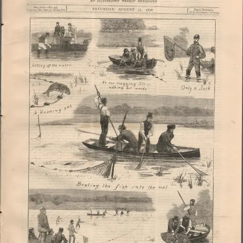 Carp & Trench Fish Filling Up The River Thames  1878 Newspaper