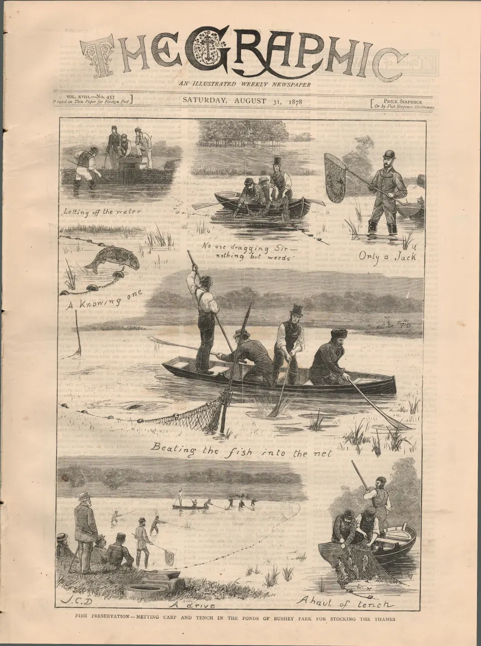 Carp & Trench Fish Filling Up The River Thames  1878 Newspaper