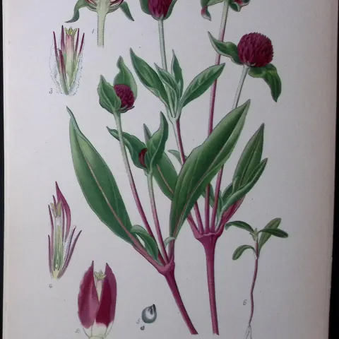 Globe Amaranth Edward Step Rare Antique Botanical Book Plate-232