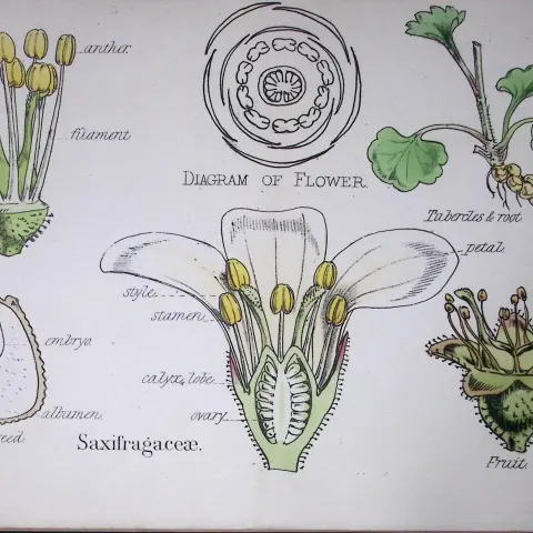 Saxifrages Botanical Flower Diagram Rare Antique First Edition Illustration-30