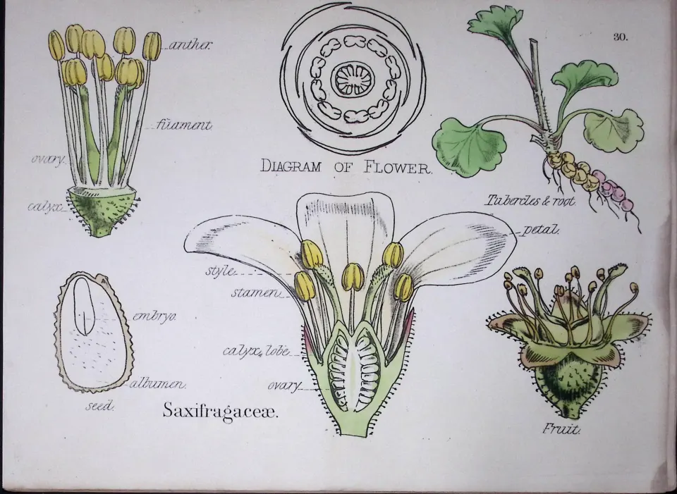 Saxifrages Botanical Flower Diagram Rare Antique First Edition Illustration-30
