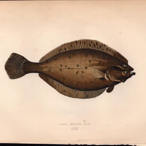 Long Rough Dab Antique Johnathan Couch Coloured Fish Engraving.
