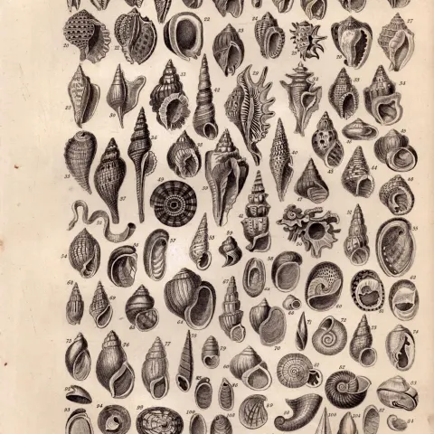 Conchology Study of Seashells 110 Illustrations Antique 154 Yrs-Old Steel Engraving -17.