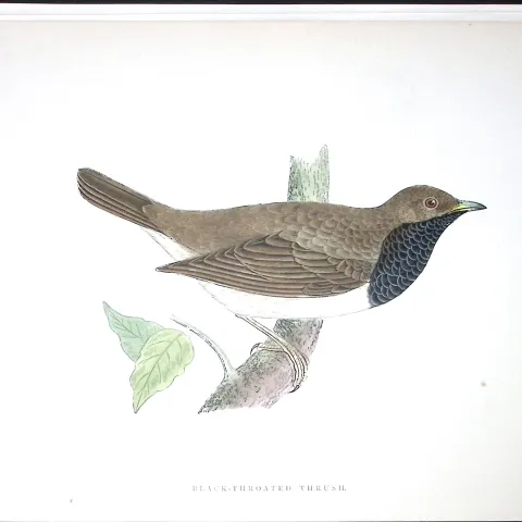 Black Throated Thrush Rev Morris Antique History of British Birds 130 Years-Old Engraving-87