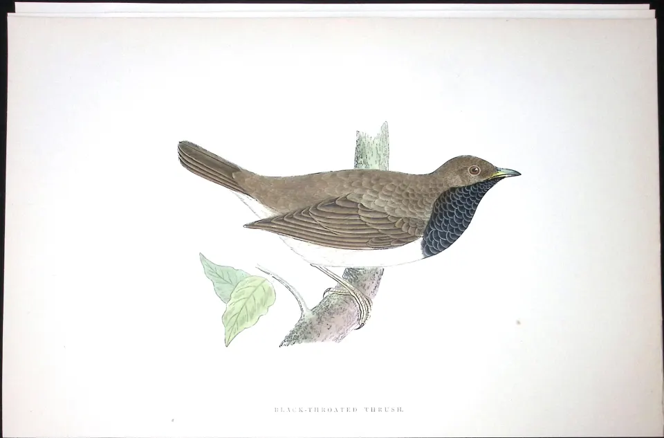 Black Throated Thrush Rev Morris Antique History of British Birds 130 Years-Old Engraving-87