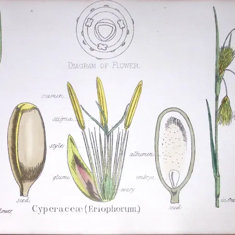 Cyperaceae Botanical Flower Diagram Rare Antique First Edition Illustration-99