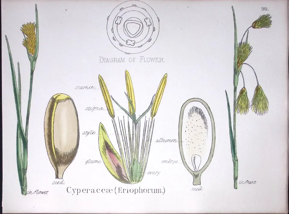 Cyperaceae Botanical Flower Diagram Rare Antique First Edition Illustration-99