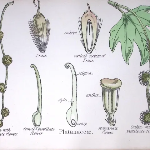 Plane Tree Family Botanical Flower Diagram Rare Antique First Edition Illustration-78