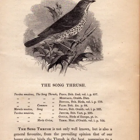Song Thrush 1843 Victorian Print British Birds by William Yarrell.