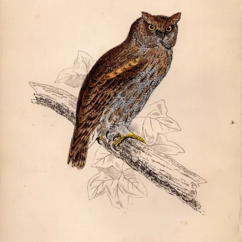 Scops-Eared Owl Rev Morris Antique 1888 History of British Birds Engraving-11.