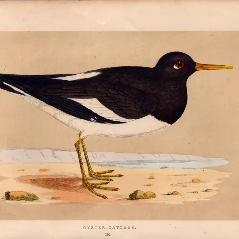 Oyster Catcher Rev Morris Antique History of British Birds Engraving.