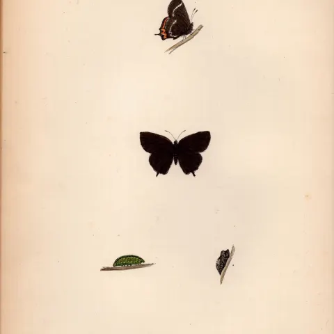 White-W Hairstreak Hand Coloured Antique Butterfly Plate Rev Morris-109.