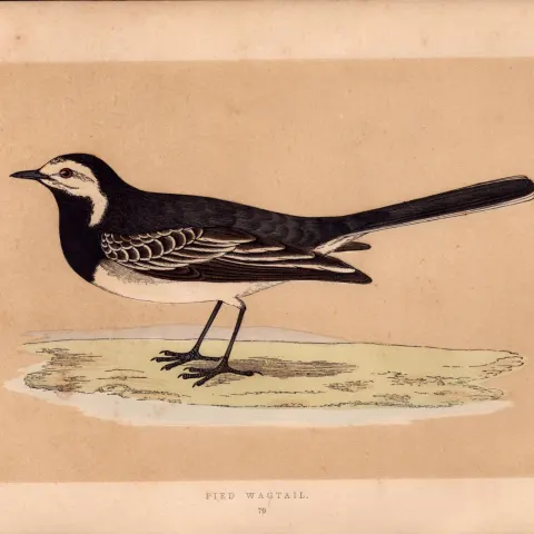 Pied Wagtail  Rev Morris Antique History of British Birds Engraving.