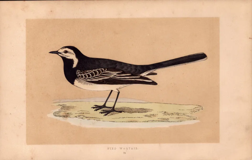 Pied Wagtail  Rev Morris Antique History of British Birds Engraving.