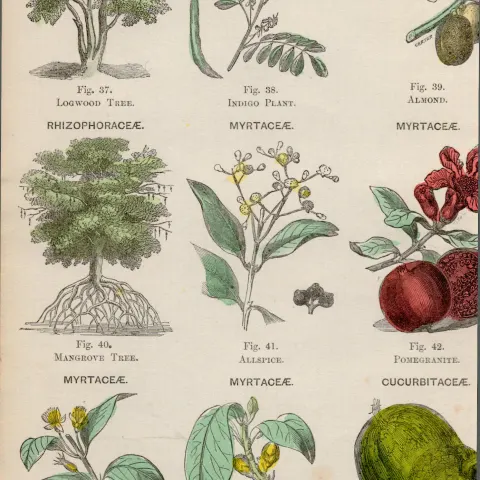 Rare James Reynolds Antique Vegetable, Tree & Plant Kingdom 2.