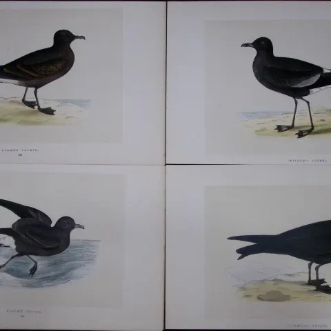 Job-Lot The Petrel Family Rev Morris Antique Coloured Birds Engravings-30.