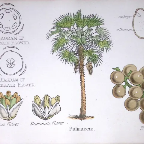 Palm Tree Botanical Flower Diagram Rare Antique First Edition Illustration-88