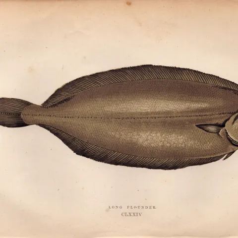 Long Flounder Antique Johnathan Couch Coloured Fish Engraving.