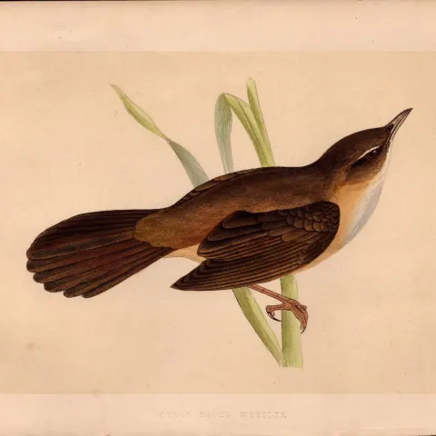 Great Sedge Warbler Rev Morris Antique History of British Birds Engraving.