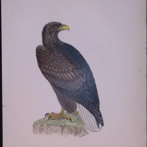 Erne Rev Morris Antique History of British Birds 130 Years-Old Engraving-13