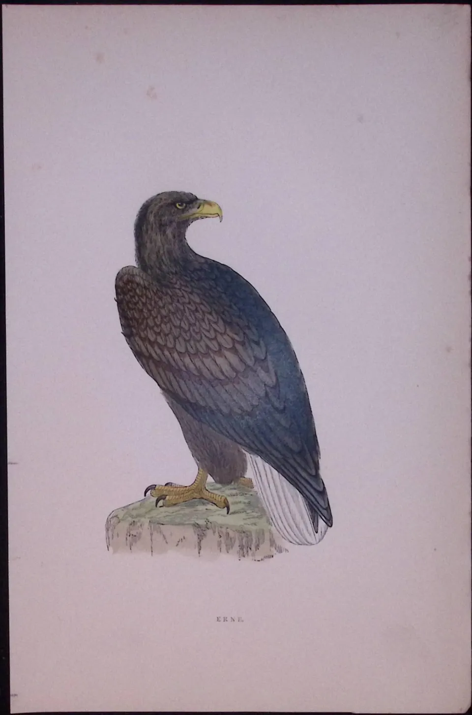 Erne Rev Morris Antique History of British Birds 130 Years-Old Engraving-13