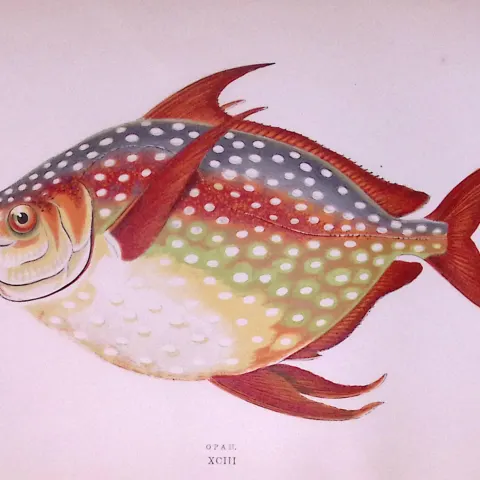 Opah Fish Scarce Antique 1877 Johnathan  Couch Woodblock Engraving-21