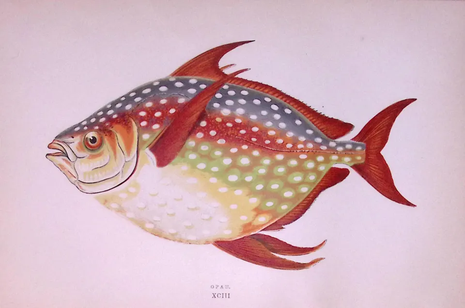 Opah Fish Scarce Antique 1877 Johnathan  Couch Woodblock Engraving-21