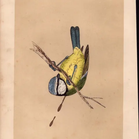 Blue Tit Rev Morris Antique History of British Birds Engraving.