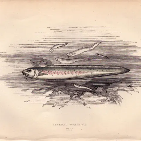 Bearded Ophidium Antique Johnathan Couch Coloured Fish Engraving.