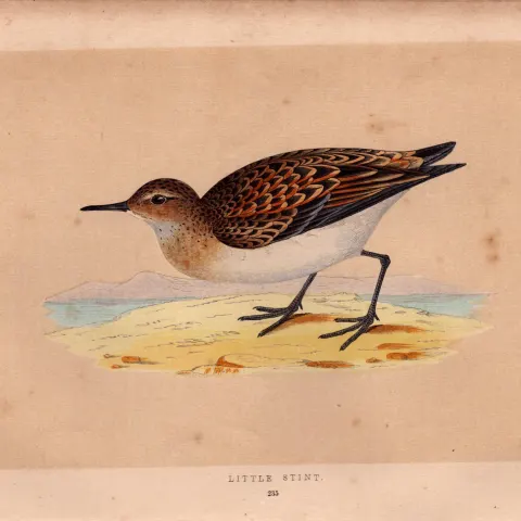 Little Stint Rev Morris Antique History of British Birds Engraving.