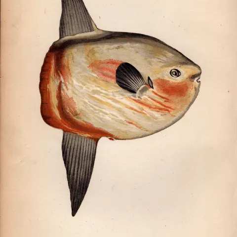 Sunfish Antique 1869  Johnathan Couch Fish Coloured Engraving.