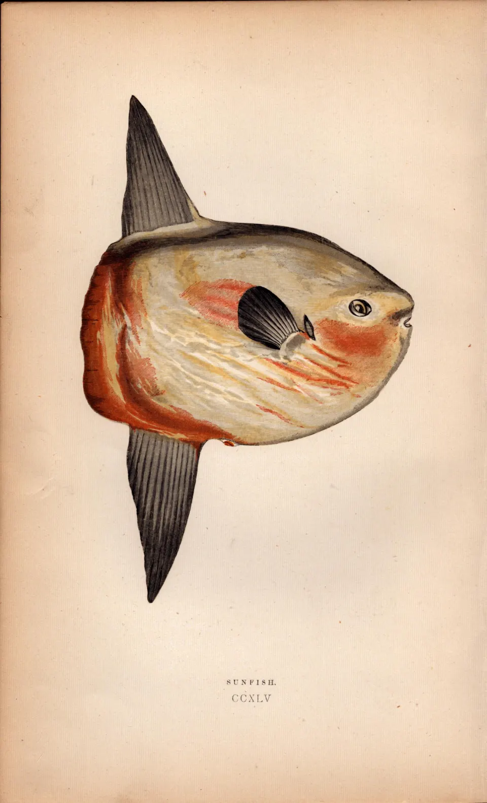 Sunfish Antique 1869  Johnathan Couch Fish Coloured Engraving.