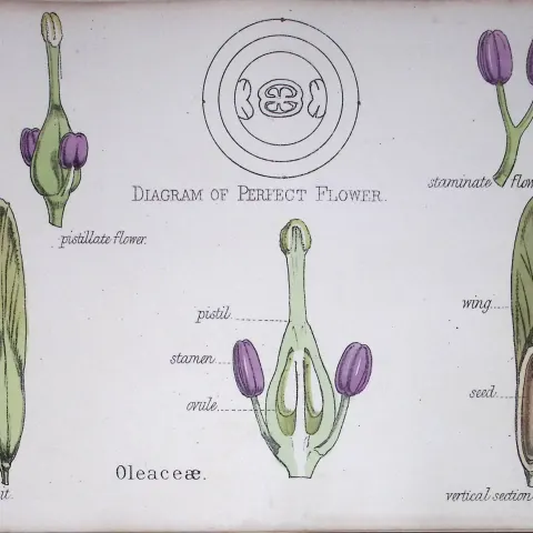 Olive Family Botanical Flower Diagram Rare Antique First Edition Illustration-55