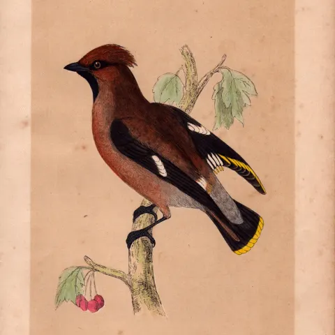 Waxwing  Rev Morris Antique History of British Birds 170 Years-Old Engraving.