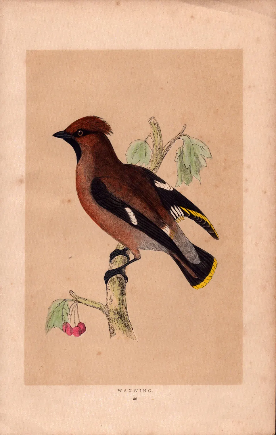 Waxwing  Rev Morris Antique History of British Birds 170 Years-Old Engraving.