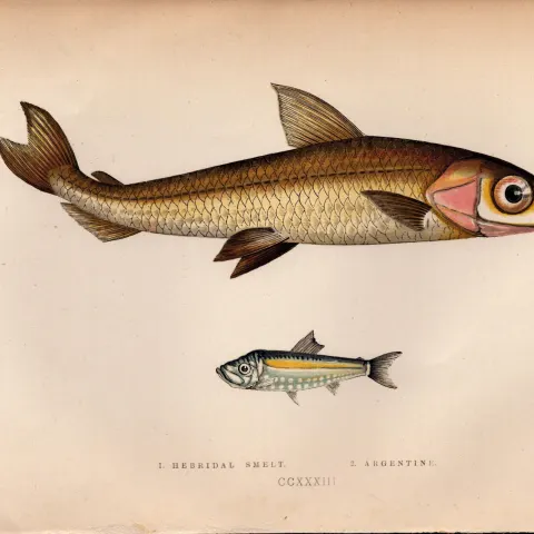 Hebridal & Argentine Smelt Antique Johnathan Couch Coloured Fish Engraving.