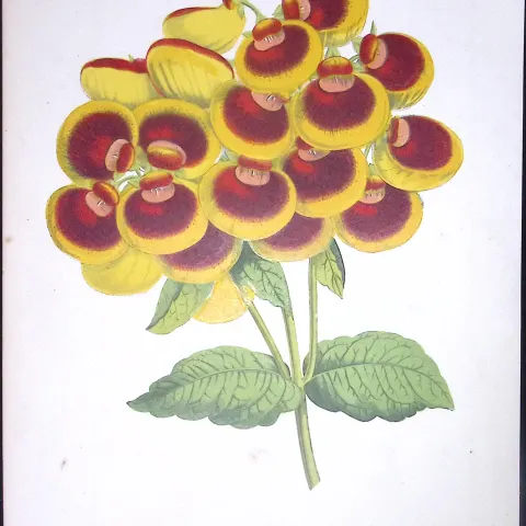 Calceolaria Slipper Flower Antique Shirley Hibbard Greenhouse Print-13a