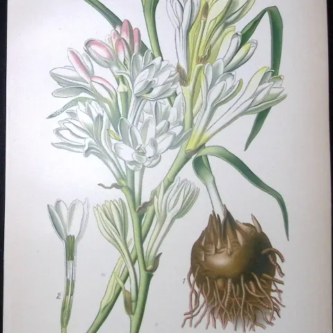 St Josephs Staff  Edward Step Rare Antique Botanical Book Plate-265