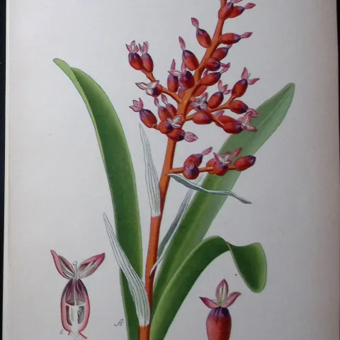 Two-Coloured Coralberry Edward Step Rare Antique Botanical Book Plate-250