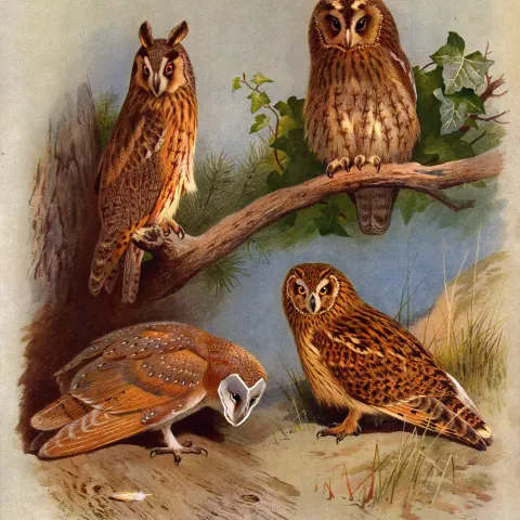 Thorburn Antique Scarce 2nd Edition Large Bird Print the Owl Family-26.