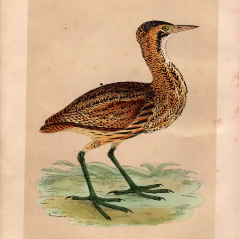 Bittern Rev Morris Antique History of British Birds Engraving.