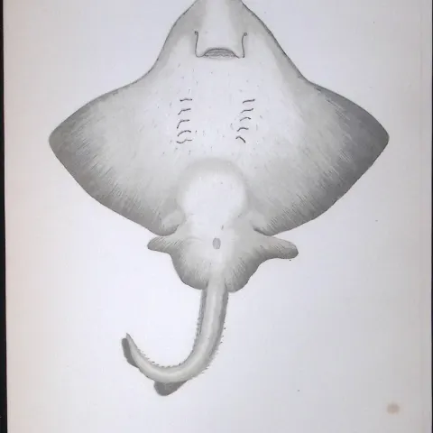 Flapper Skate Fish Scarce Antique 1877 J. Couch Woodblock Engraving-99