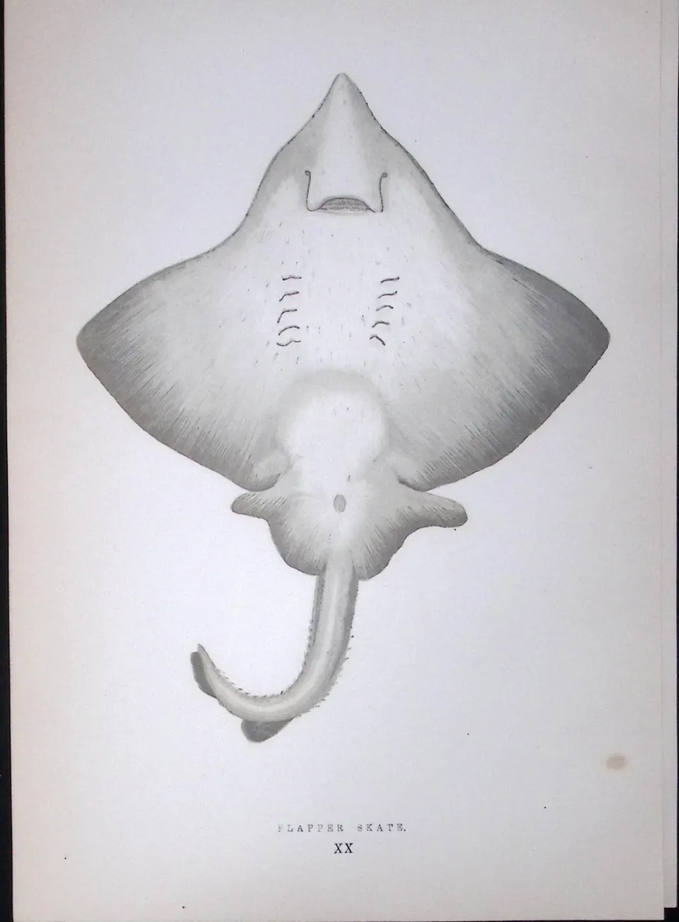 Flapper Skate Fish Scarce Antique 1877 J. Couch Woodblock Engraving-99